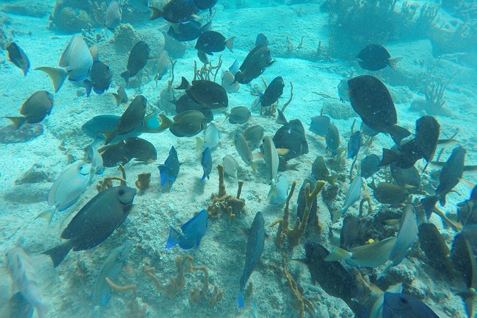 Turtle Cove Catamaran Snorkel and Sail at Little Buck Island STT - Snorkeling equipment and time in the water