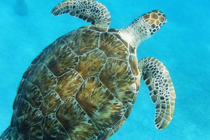 Turtle Cove Catamaran Snorkel and Sail at Little Buck Island STT - Who will enjoy this catamaran outing?