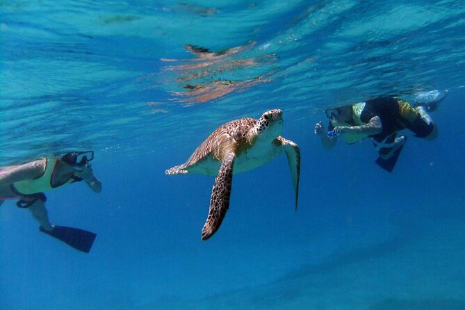 A green sea turtle grazing the shallows off Buck Island, St Thomas