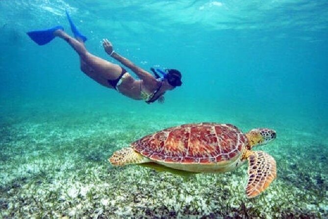 Turtle Snorkel Sail on Buck Island from Frenchman's Reef - Key points to know before booking