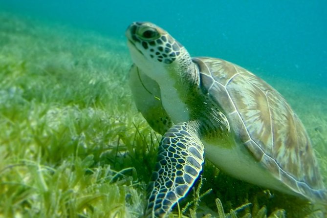 Turtles, Pizza Pi & Sunset trip - Pizza Pi arrives by dinghy
