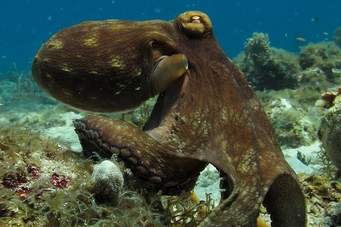 Two-Tank Dive for Certified Diving in St Thomas - Key points to know before booking