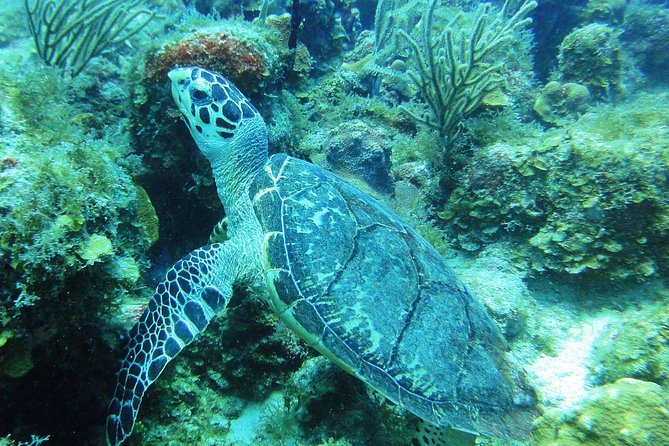Two-Tank Dive for Certified Diving in St Thomas - What the first one-hour underwater session is like