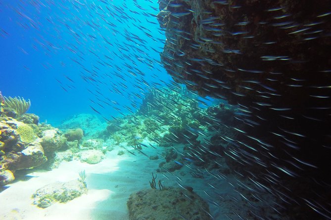 Two-Tank Dive for Certified Diving in St Thomas - Equipment, comfort, and what you should bring