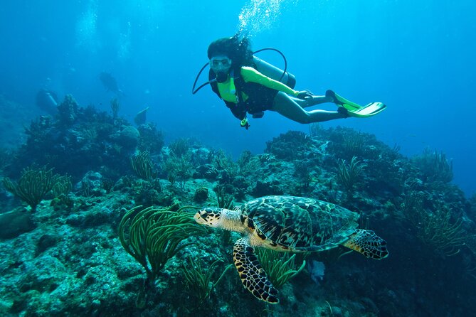Two-Tank Morning Dive Trip for Certified Divers - Key points to know before booking