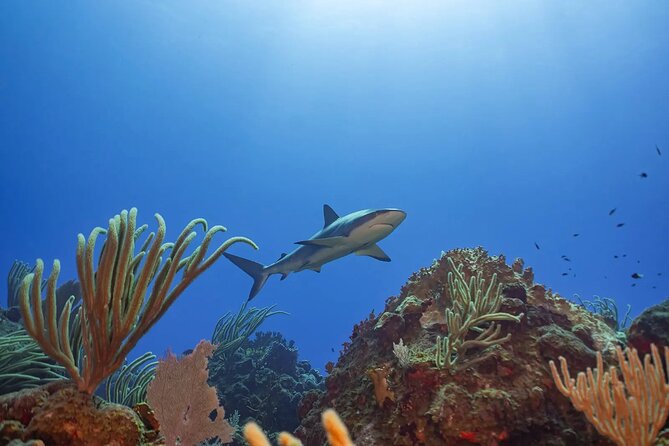 Two-Tank Morning Dive Trip for Certified Divers - Crew support for new and returning scuba users
